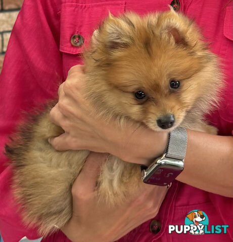 Pure Breed Pomeranian - Male x 1