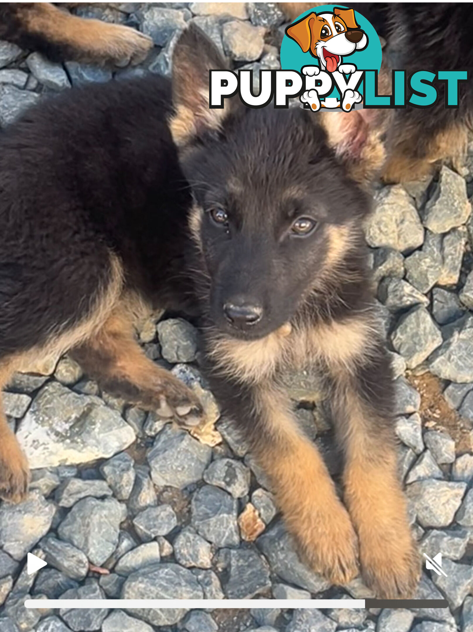 German Shepherd Pup’s