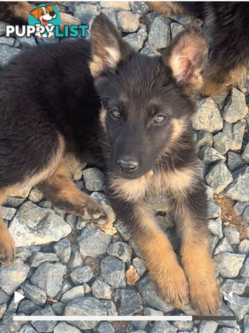 German Shepherd Pup’s