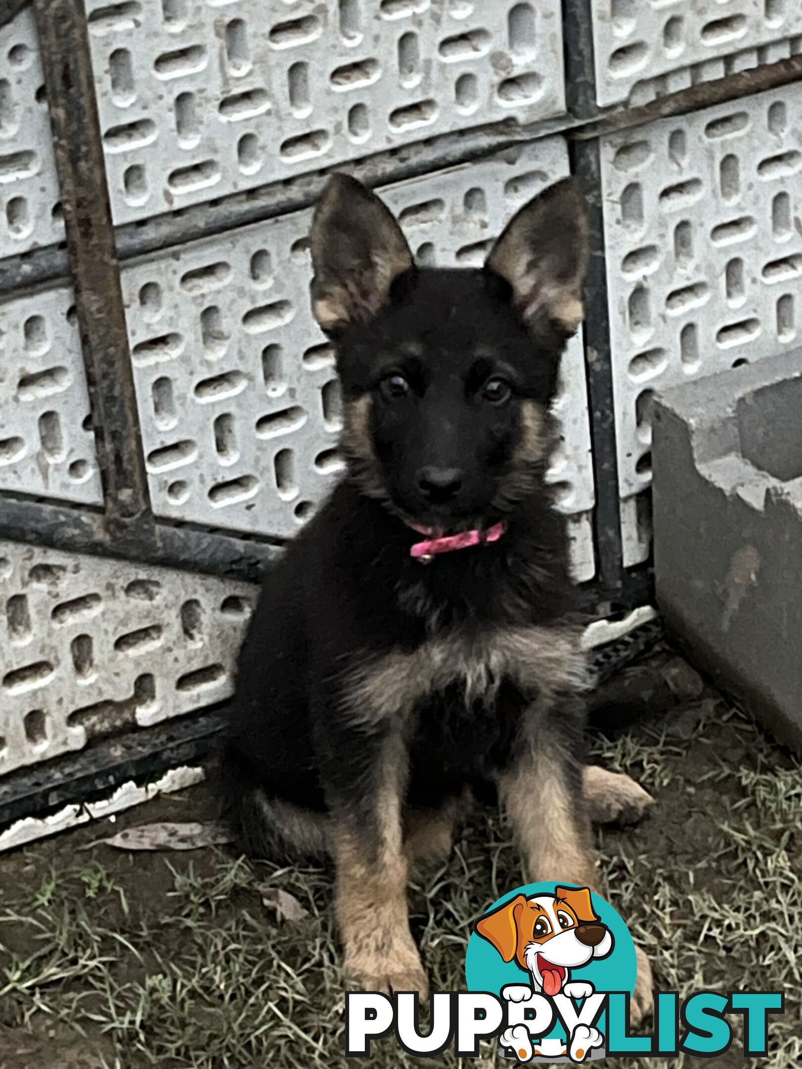 German Shepherd Pup’s