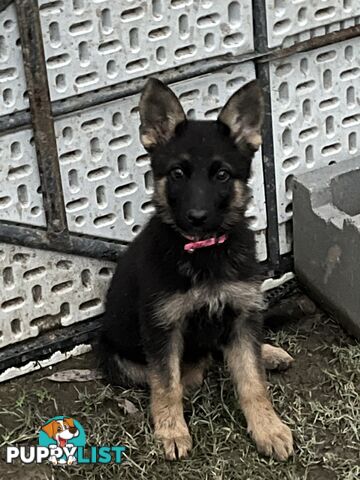 German Shepherd Pup’s