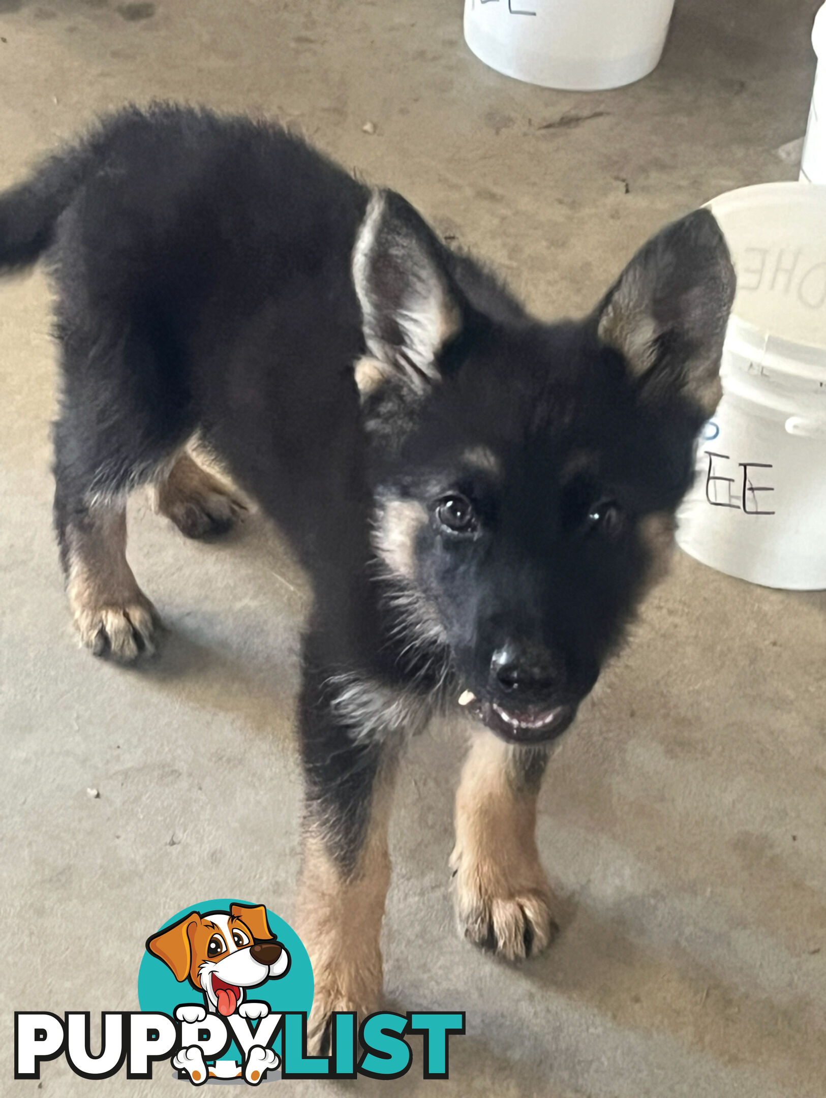 German Shepherd Pup’s