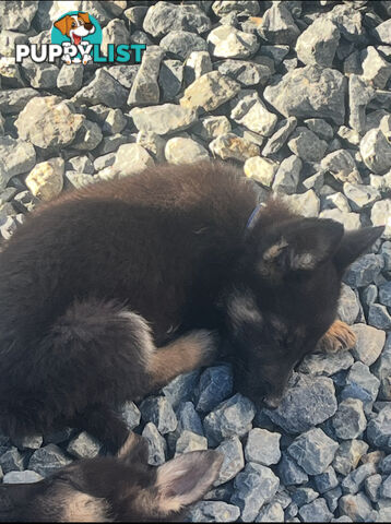 German Shepherd Pup’s