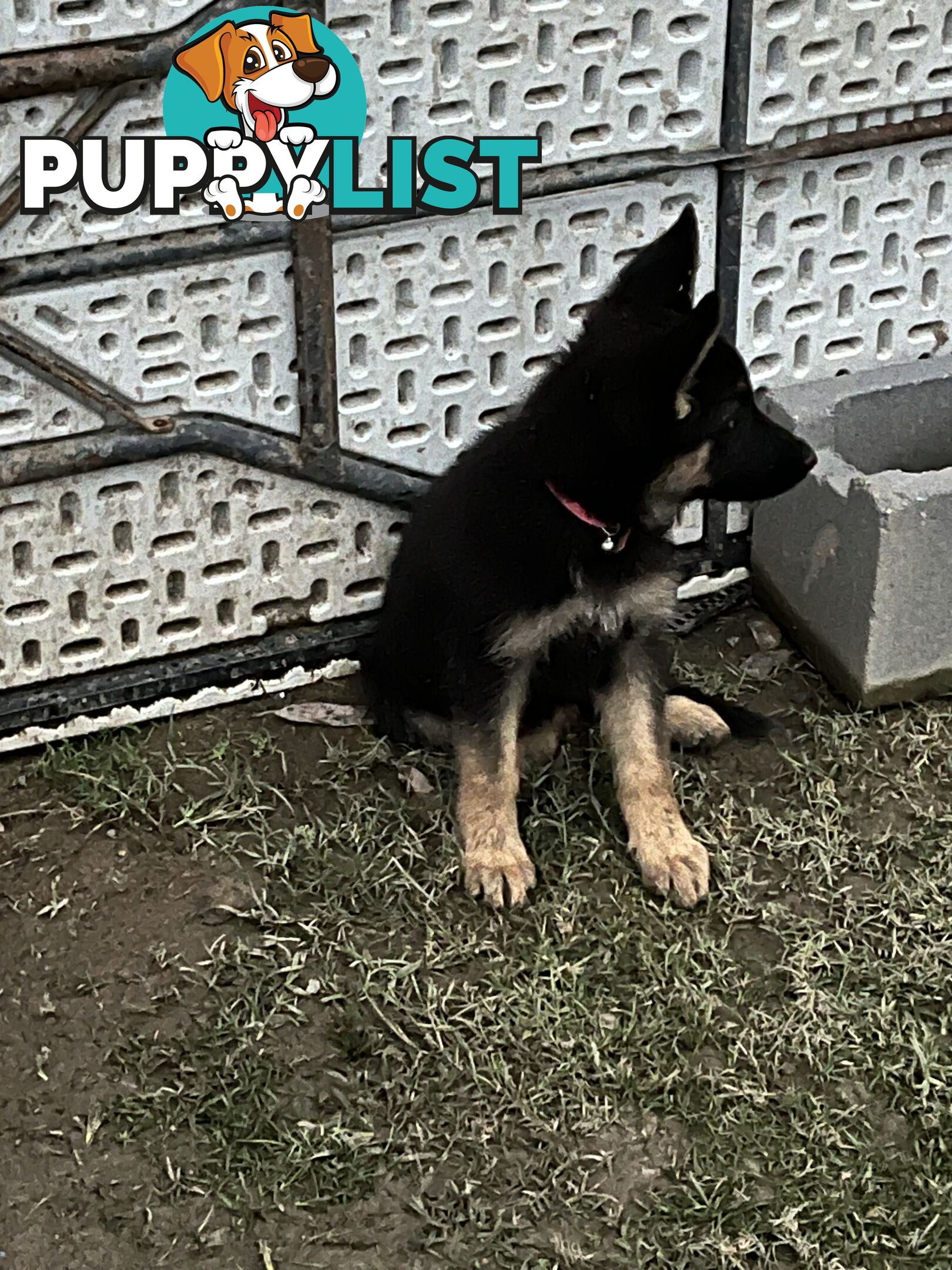 German Shepherd Pup’s