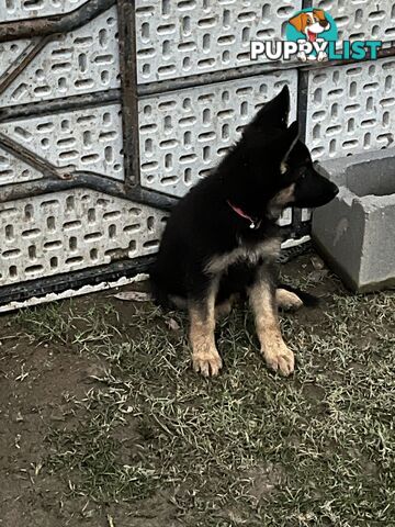 German Shepherd Pup’s