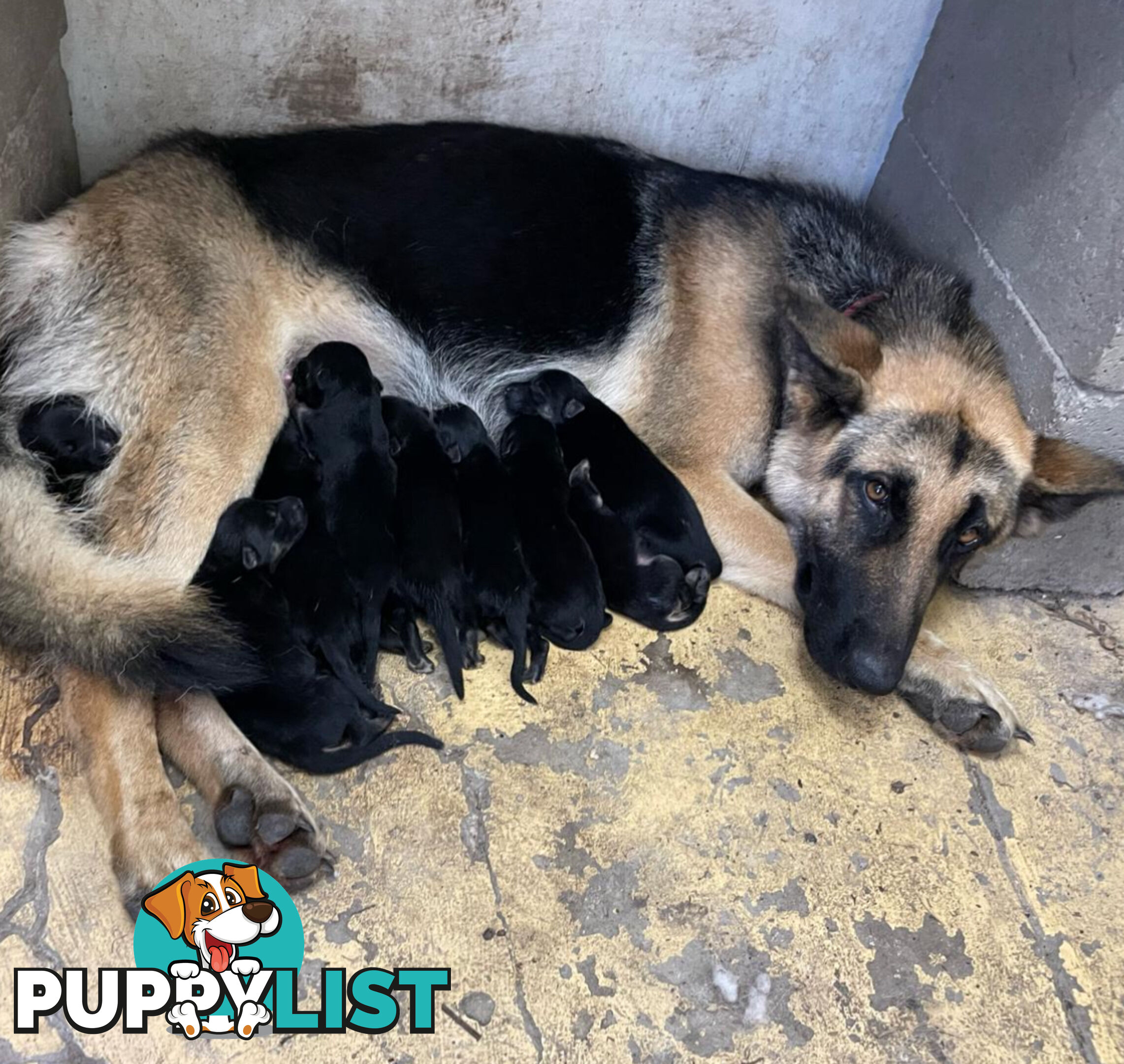 German Shepherd Pup’s