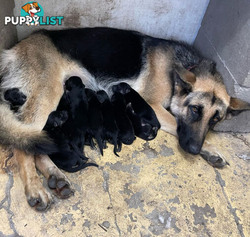 German Shepherd Pup’s