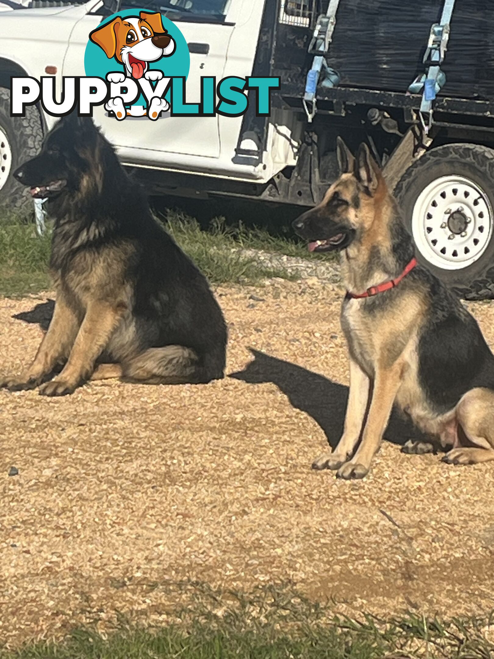 German Shepherd Pup’s