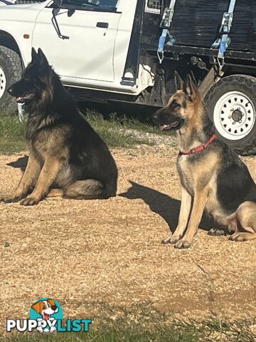 German Shepherd Pup’s