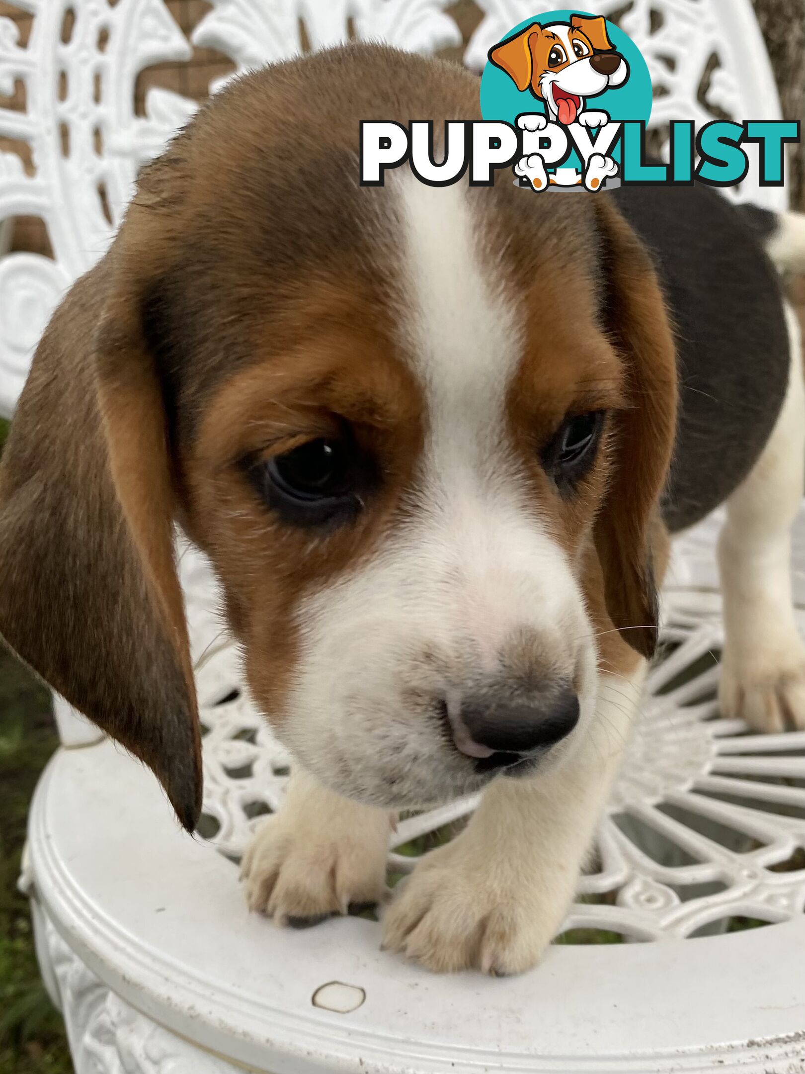 Pure Breed Beagle Puppies