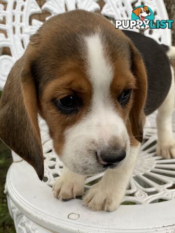 Pure Breed Beagle Puppies