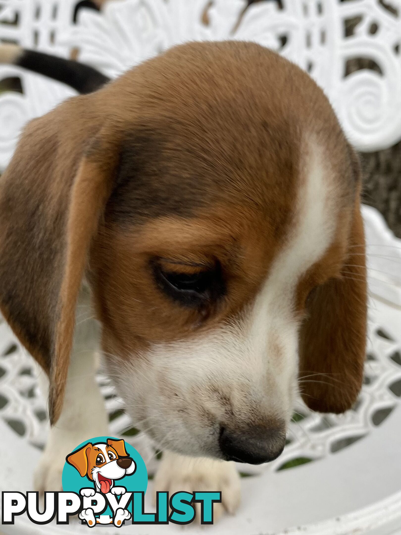 Pure Breed Beagle Puppies