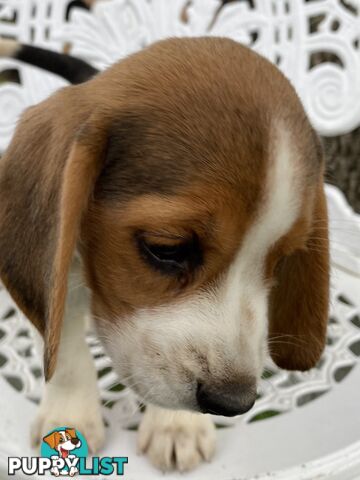 Pure Breed Beagle Puppies