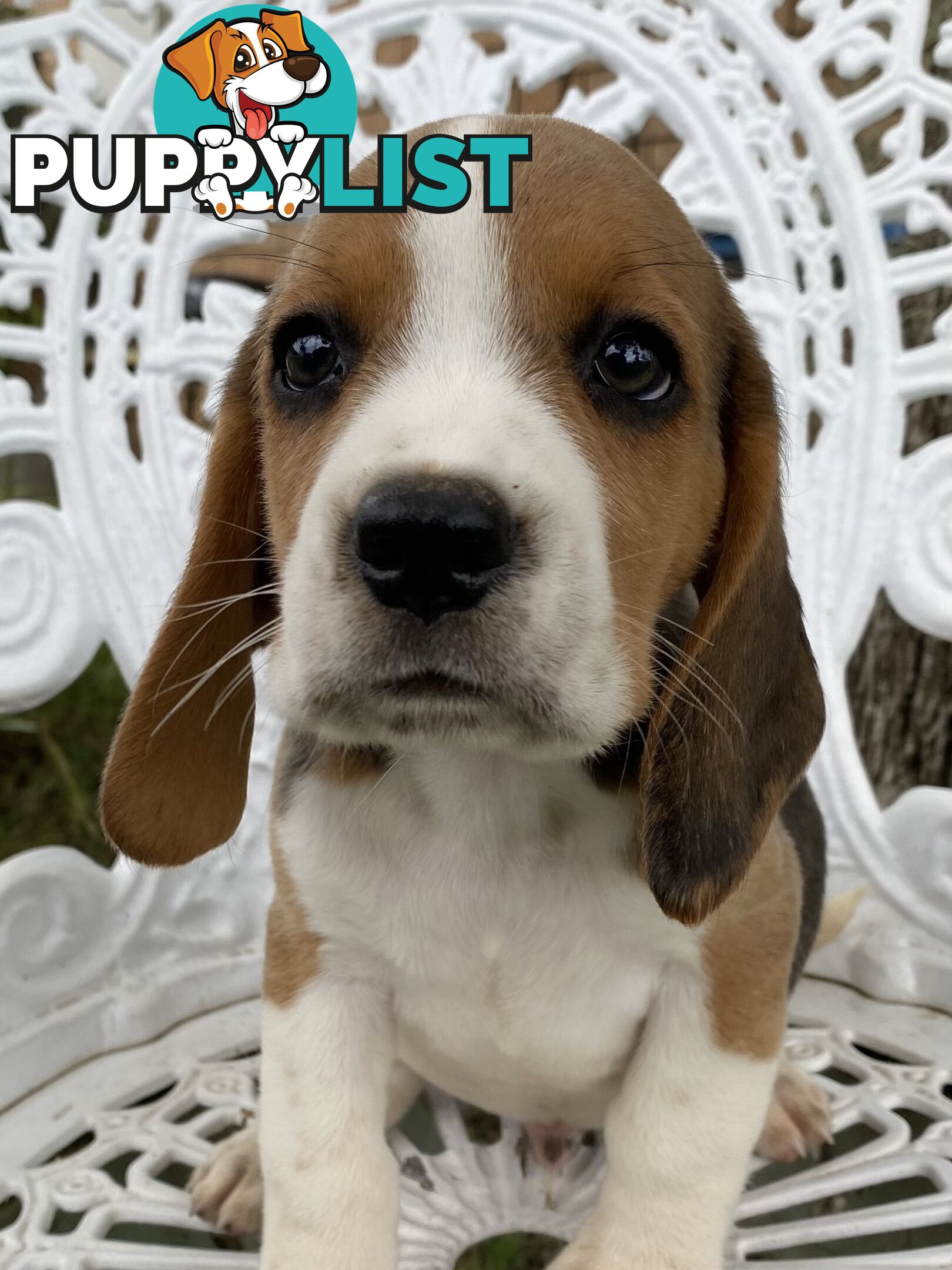 Pure Breed Beagle Puppies