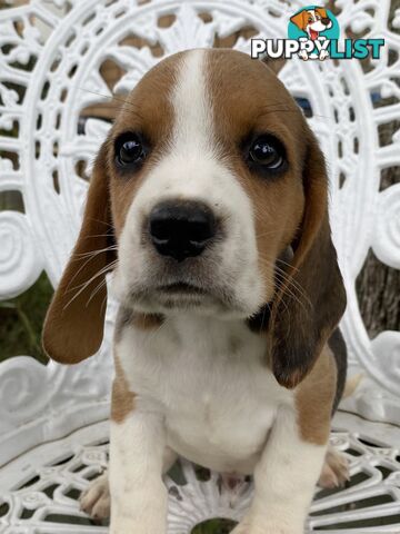 Pure Breed Beagle Puppies