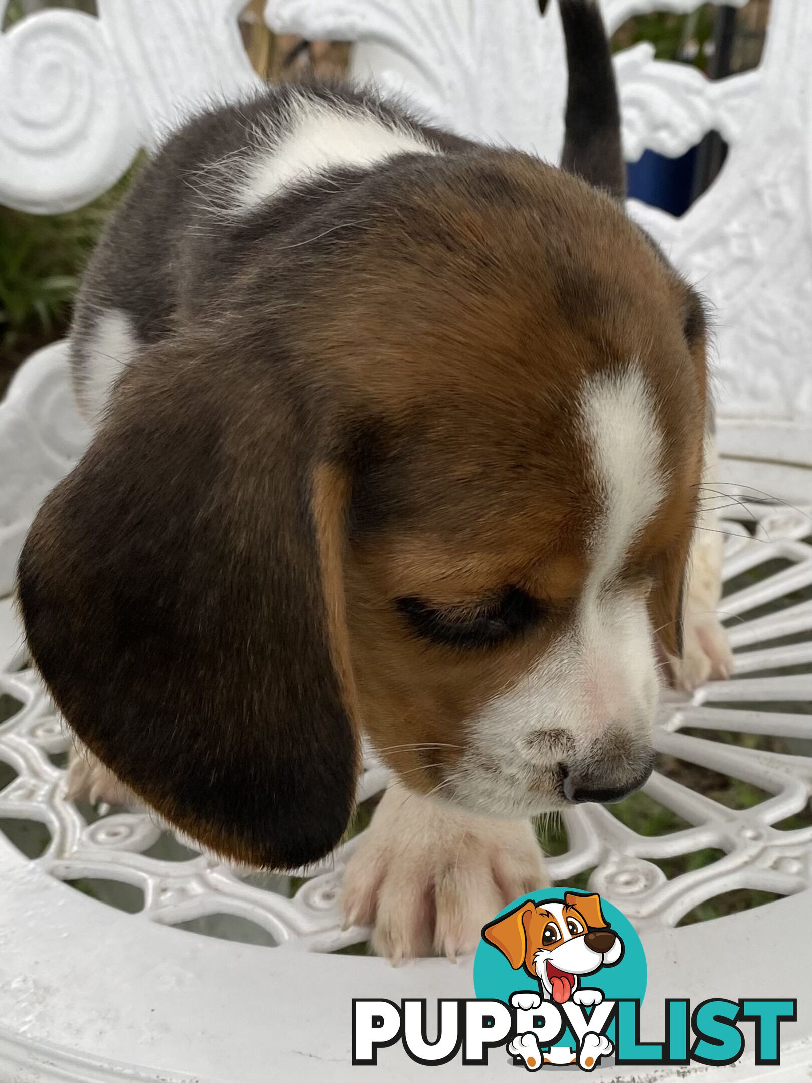 Pure Breed Beagle Puppies