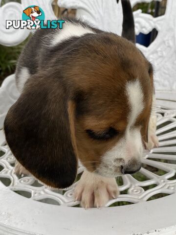 Pure Breed Beagle Puppies