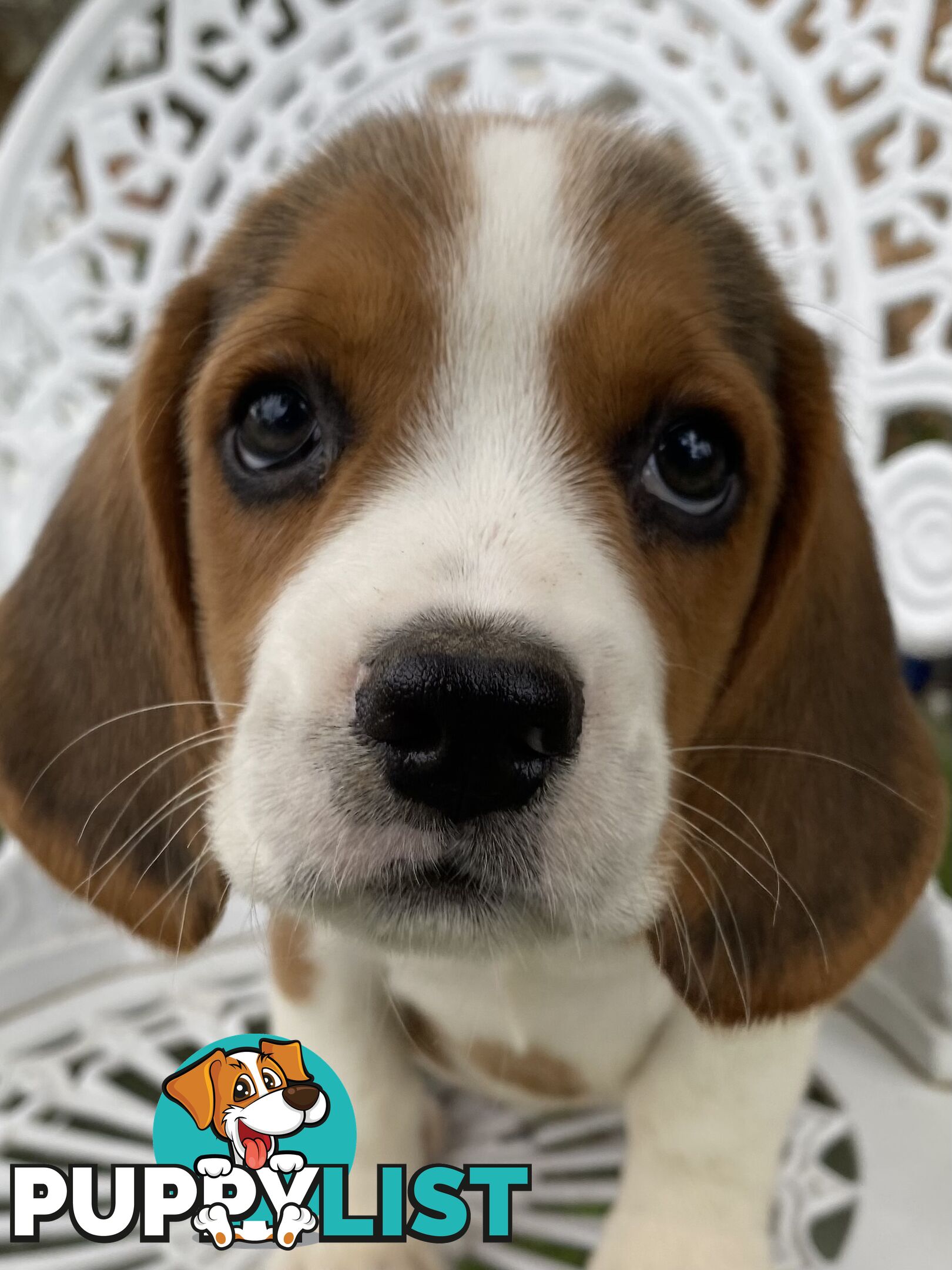 Pure Breed Beagle Puppies