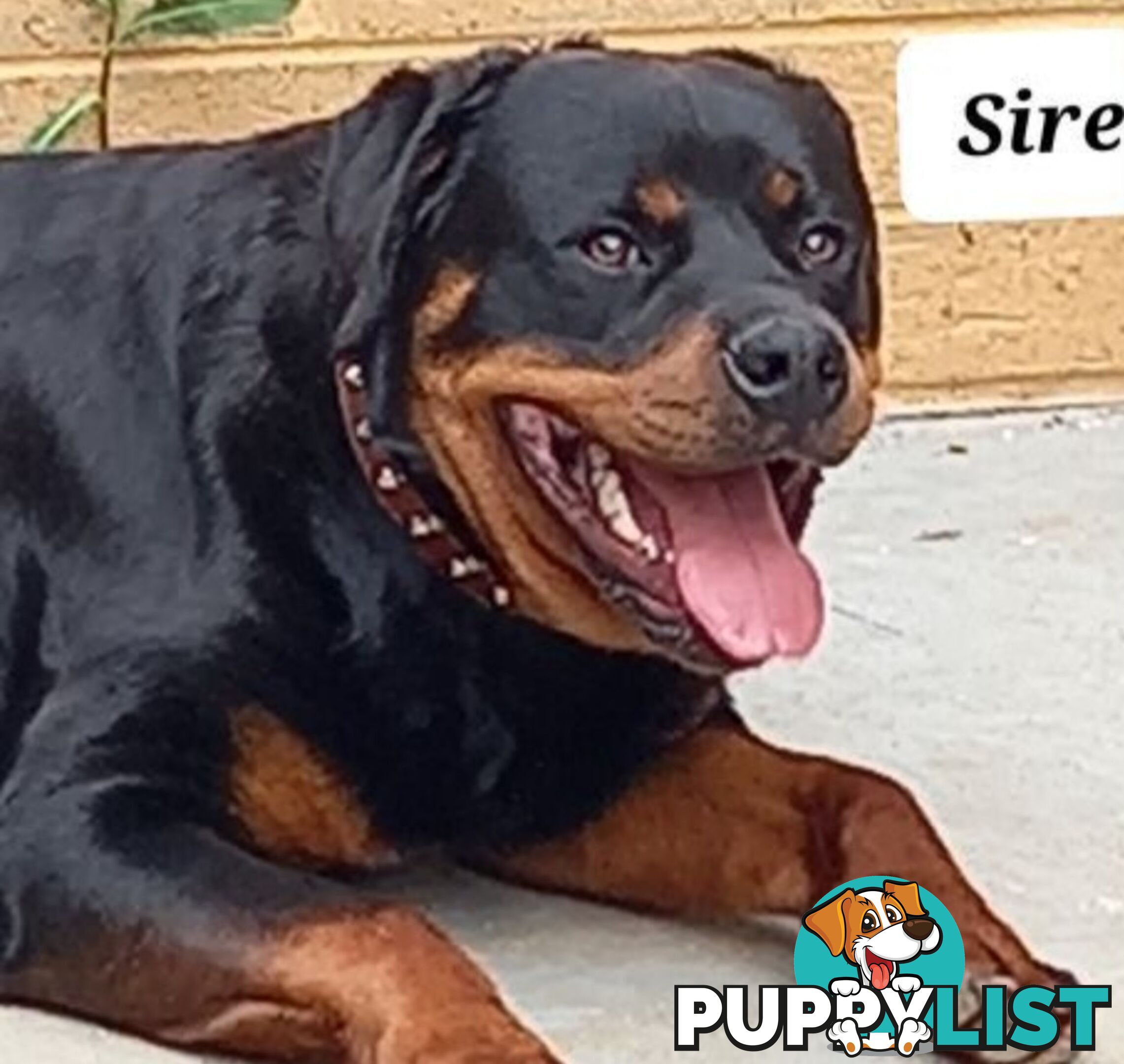 Purebred Rottweiler female Puppies
