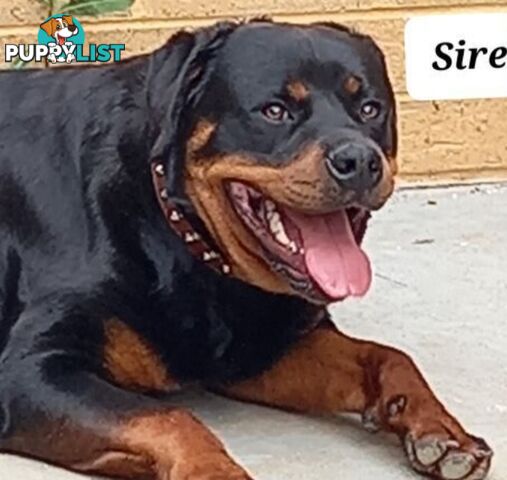 Purebred Rottweiler female Puppies
