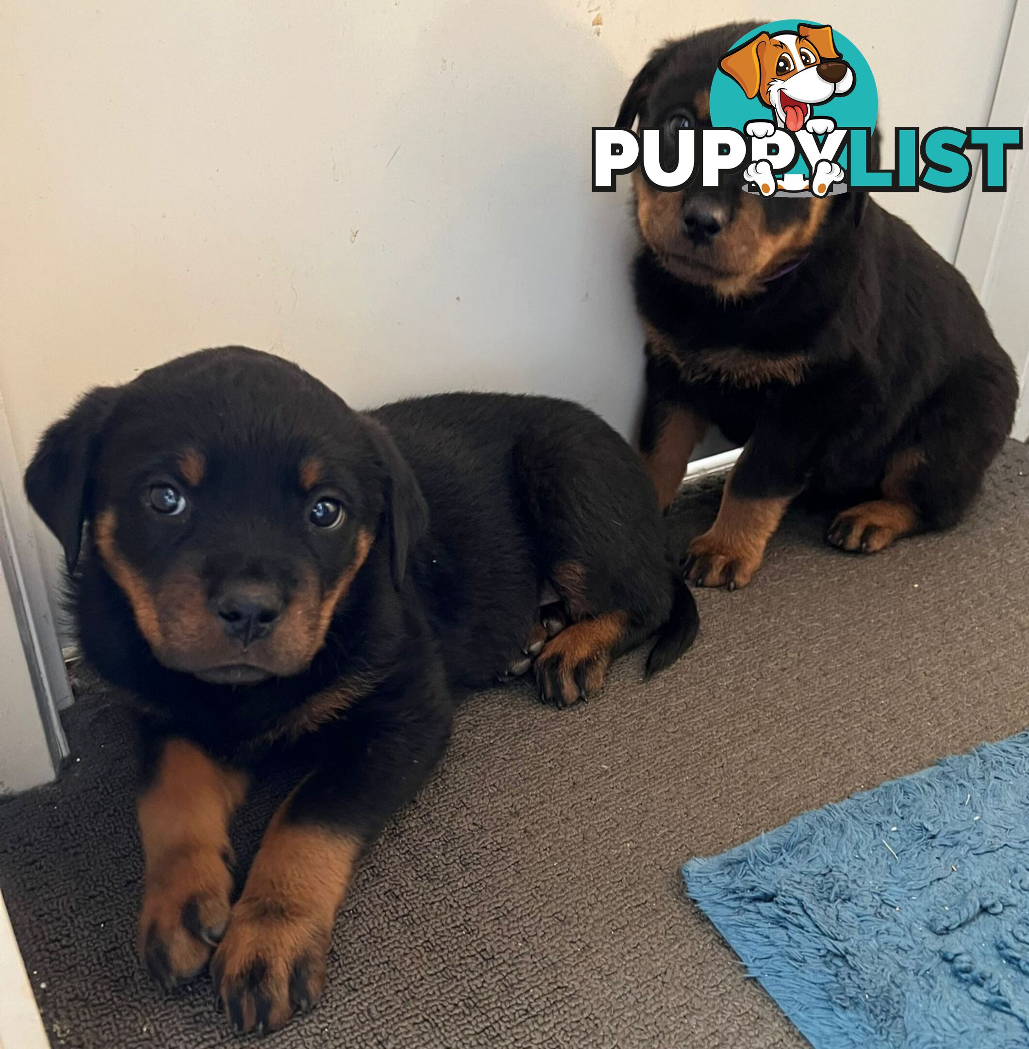 Purebred Rottweiler female Puppies