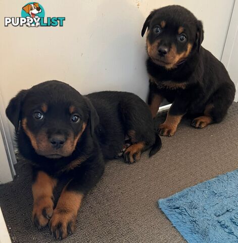 Purebred Rottweiler female Puppies