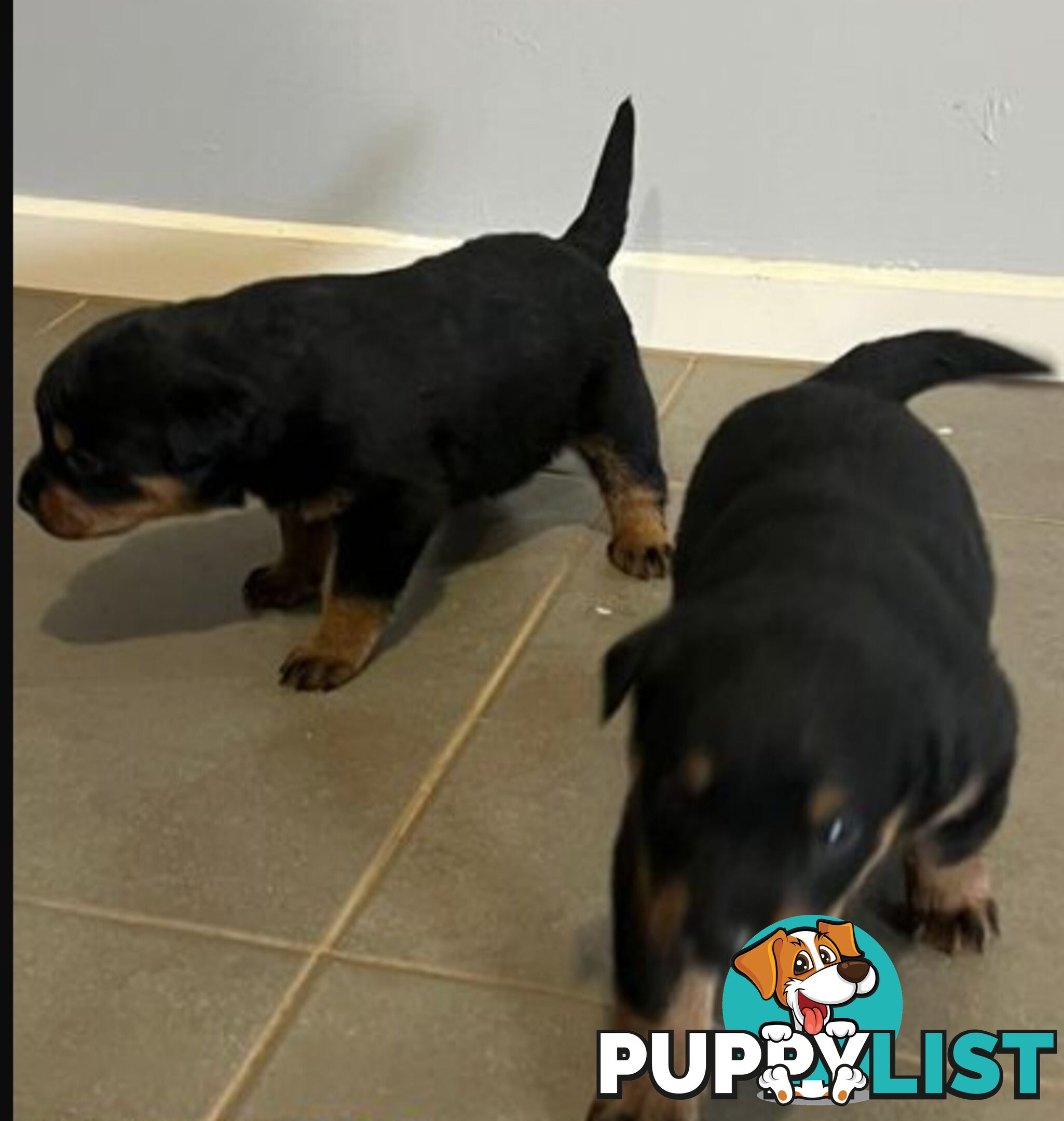 Purebred Rottweiler female Puppies