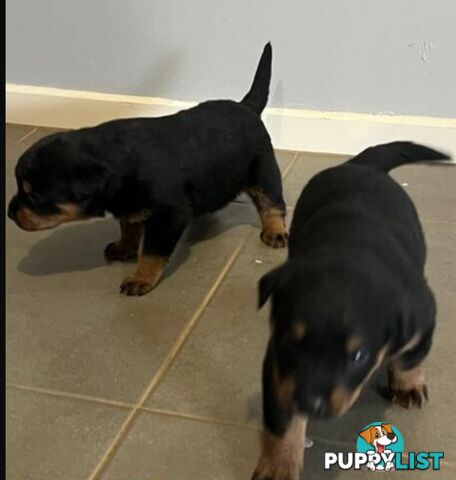 Purebred Rottweiler female Puppies
