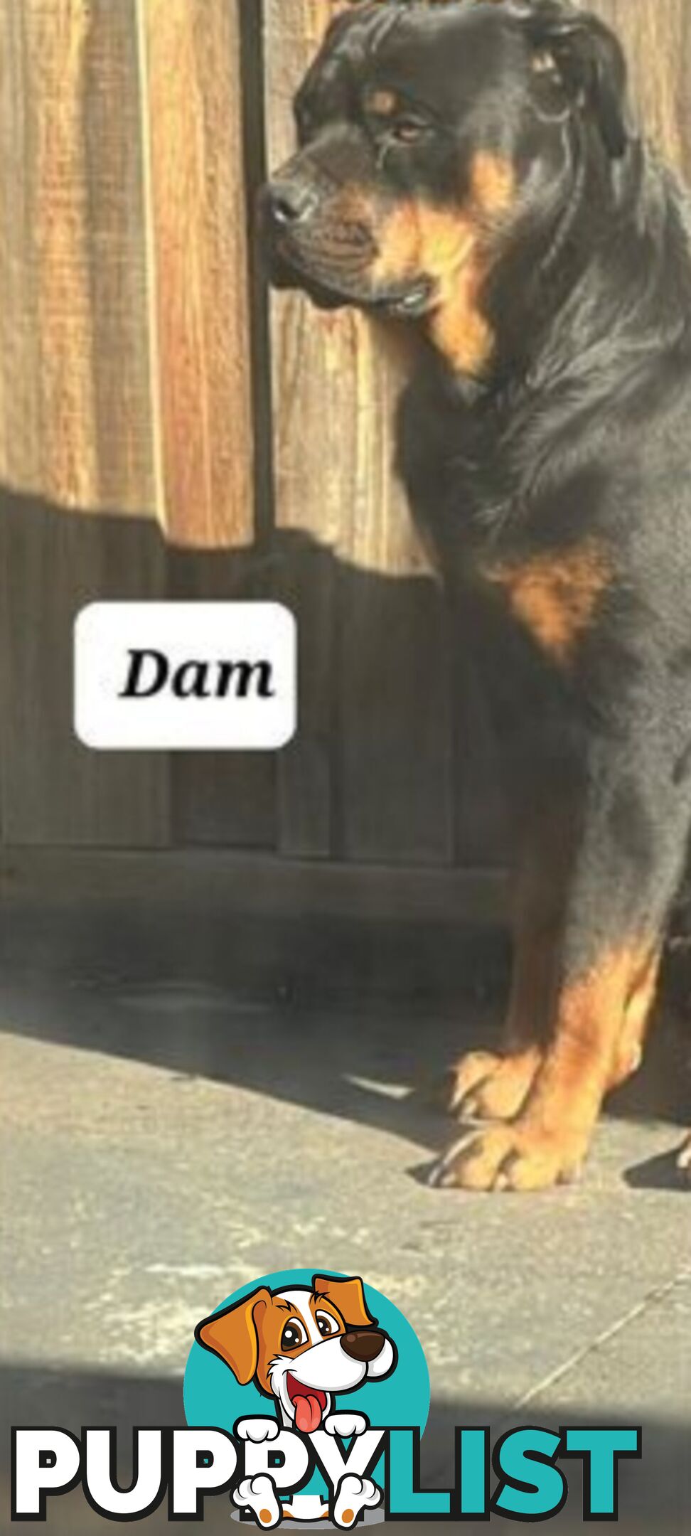 Purebred Rottweiler female Puppies