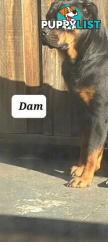Purebred Rottweiler female Puppies