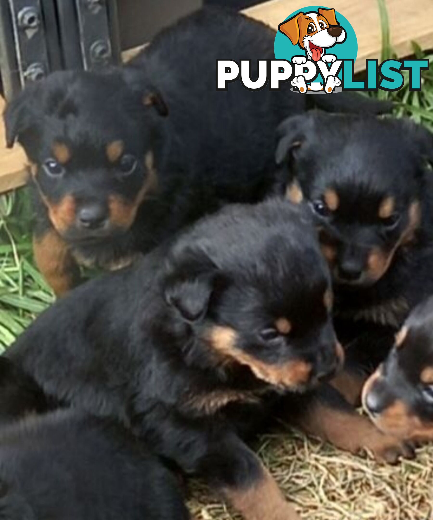 Purebred Rottweiler female Puppies