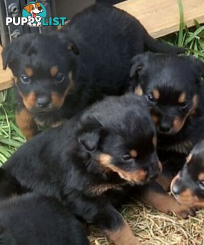 Purebred Rottweiler female Puppies
