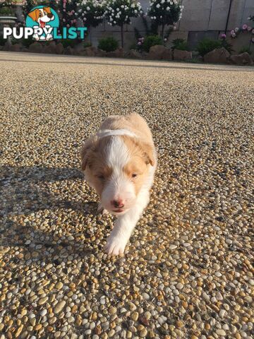 Border Collie Puppies - Blue Merle and Wheat colours.