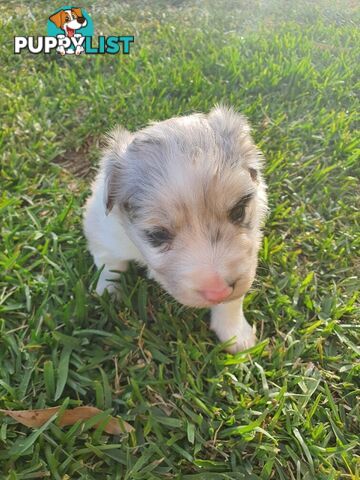 Border Collie Puppies - Blue Merle and Wheat colours.