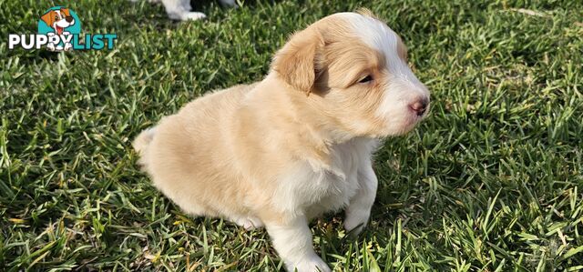 Border Collie Puppies - Blue Merle and Wheat colours.