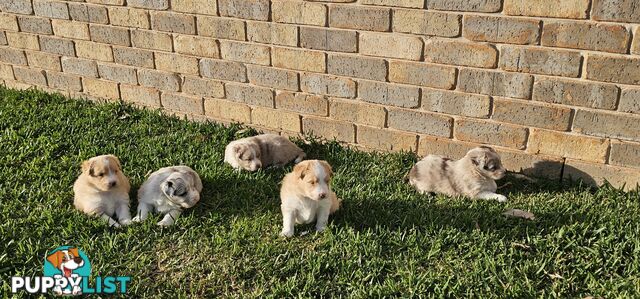 Border Collie Puppies - Blue Merle and Wheat colours.