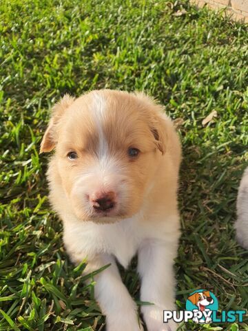 Border Collie Puppies - Blue Merle and Wheat colours.