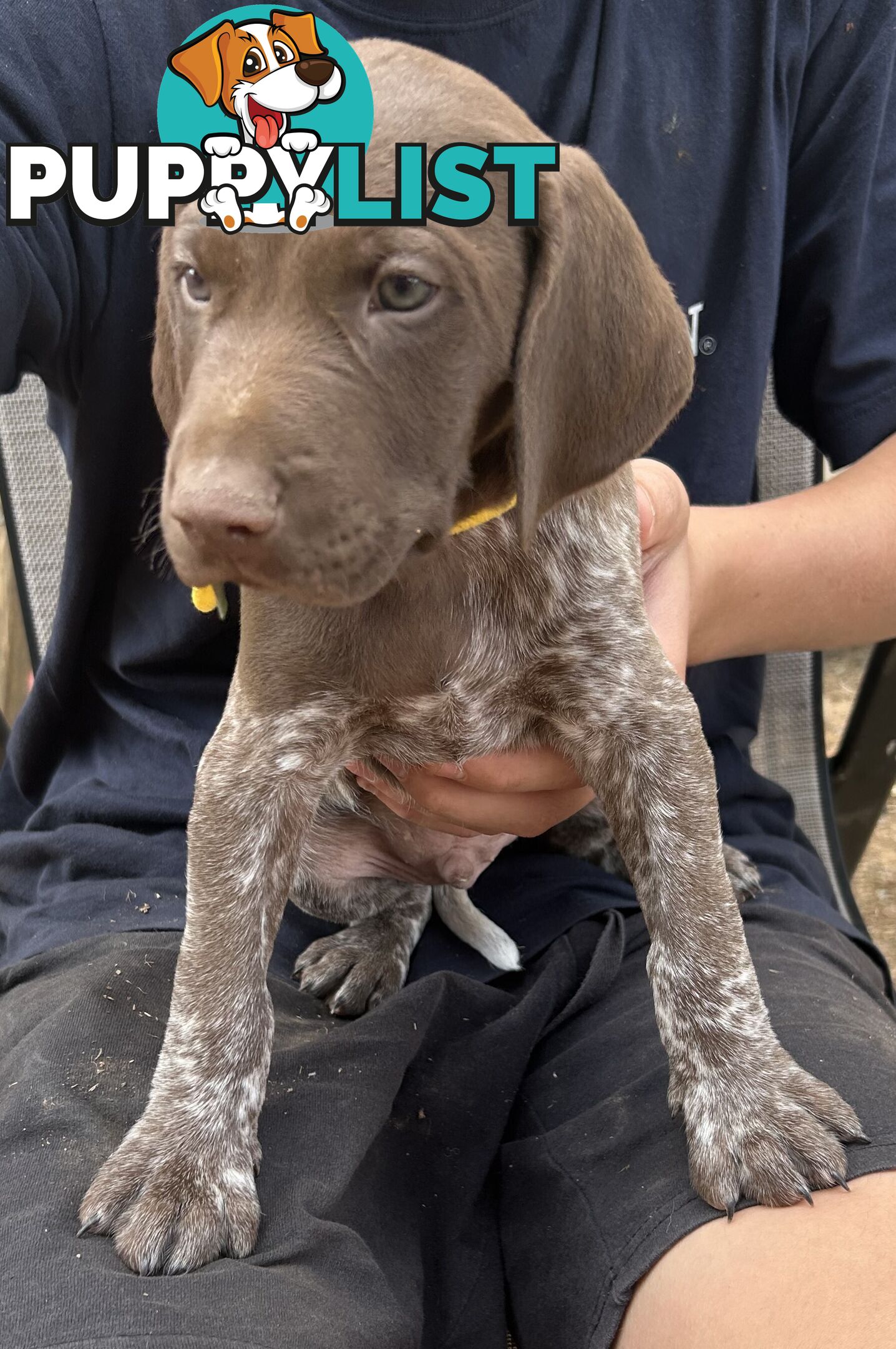 GERMAN SHORTHAIRED POINTER PUPPIES