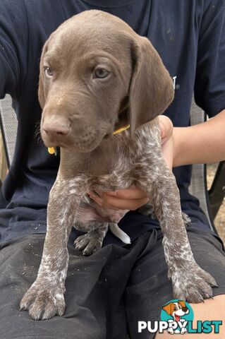 GERMAN SHORTHAIRED POINTER PUPPIES