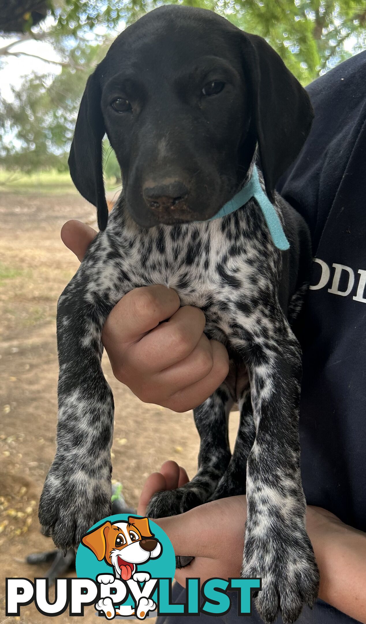 GERMAN SHORTHAIRED POINTER PUPPIES