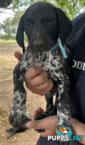 GERMAN SHORTHAIRED POINTER PUPPIES