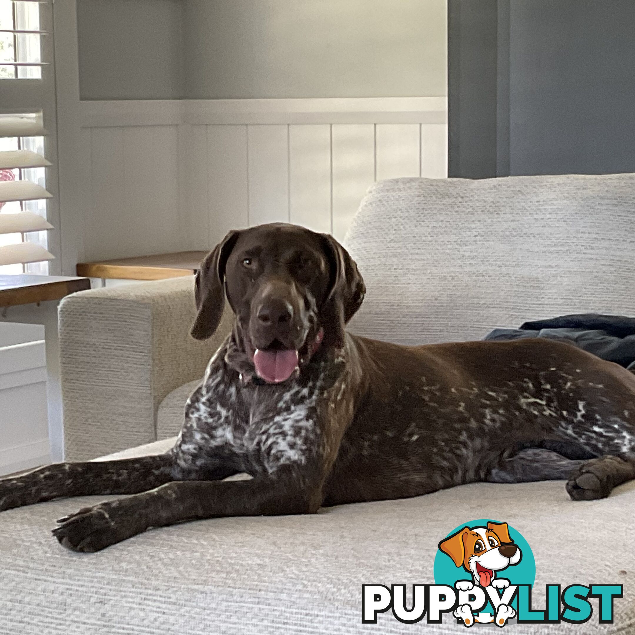 GERMAN SHORTHAIRED POINTER PUPPIES