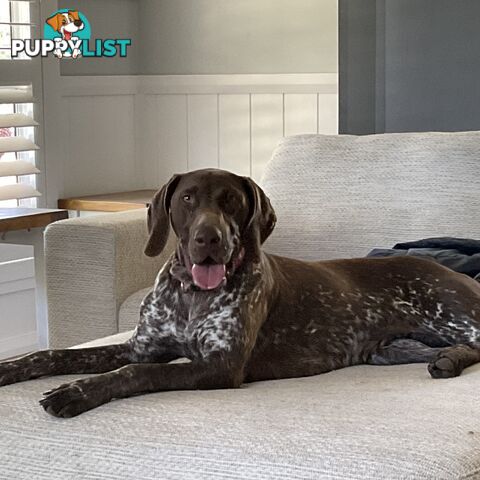 GERMAN SHORTHAIRED POINTER PUPPIES