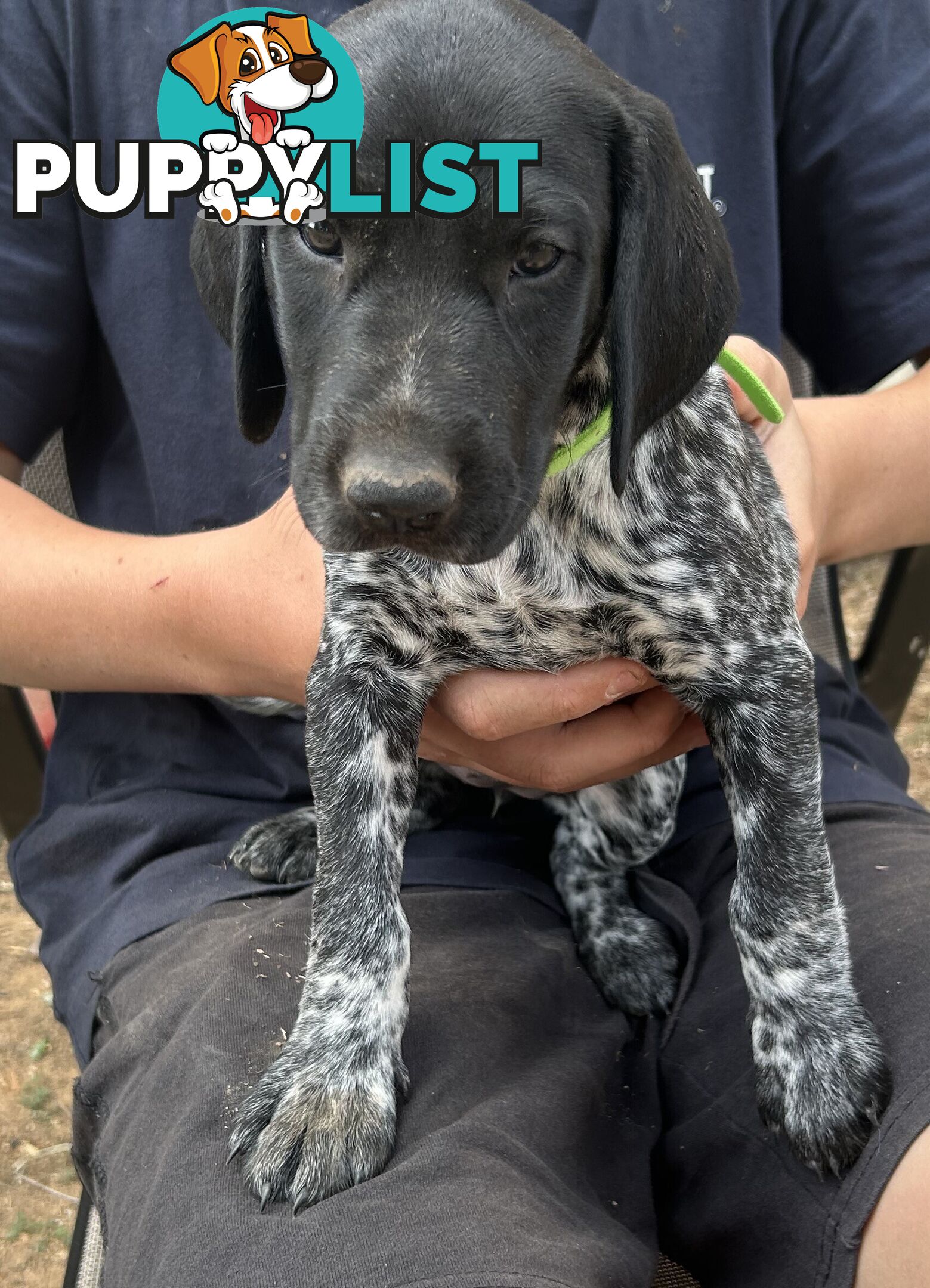 GERMAN SHORTHAIRED POINTER PUPPIES