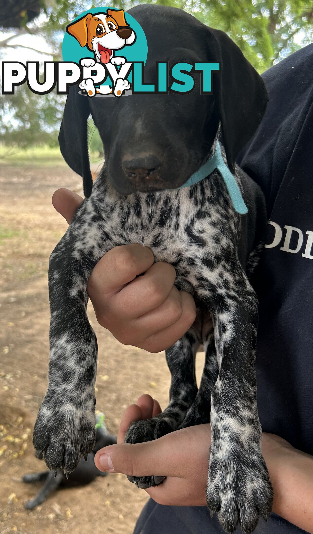 GERMAN SHORTHAIRED POINTER PUPPIES