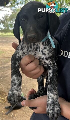 GERMAN SHORTHAIRED POINTER PUPPIES