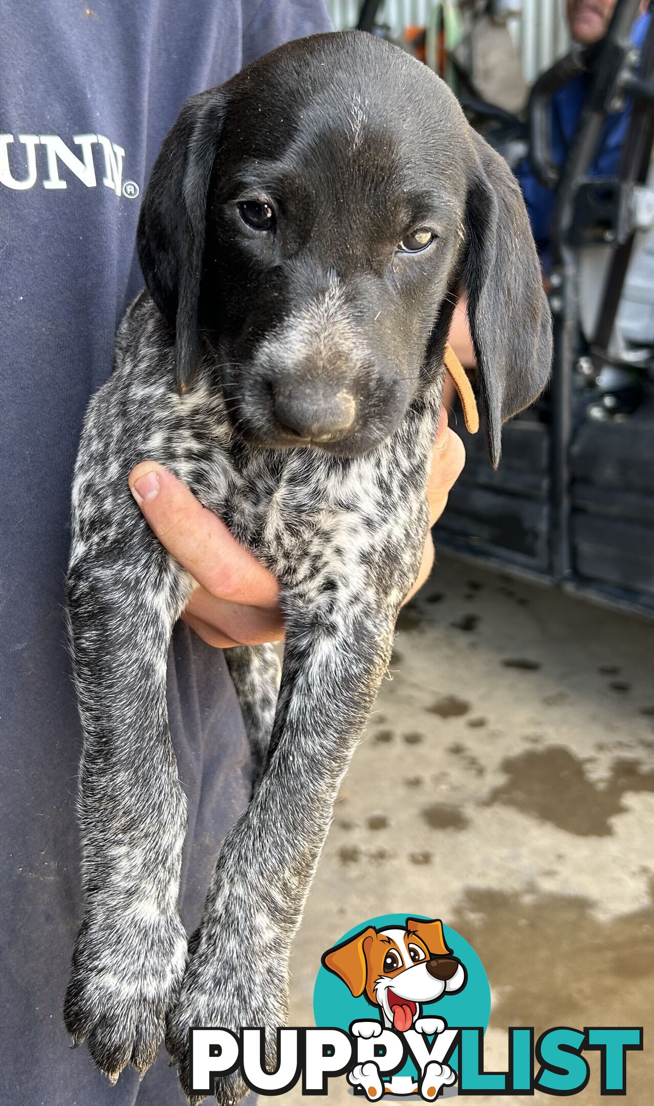 GERMAN SHORTHAIRED POINTER PUPPIES