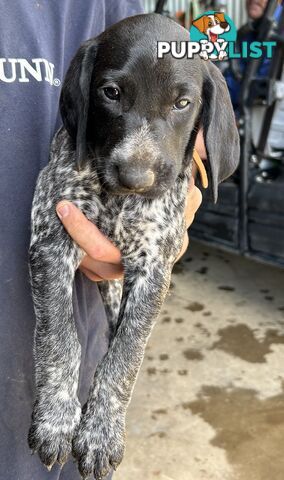 GERMAN SHORTHAIRED POINTER PUPPIES