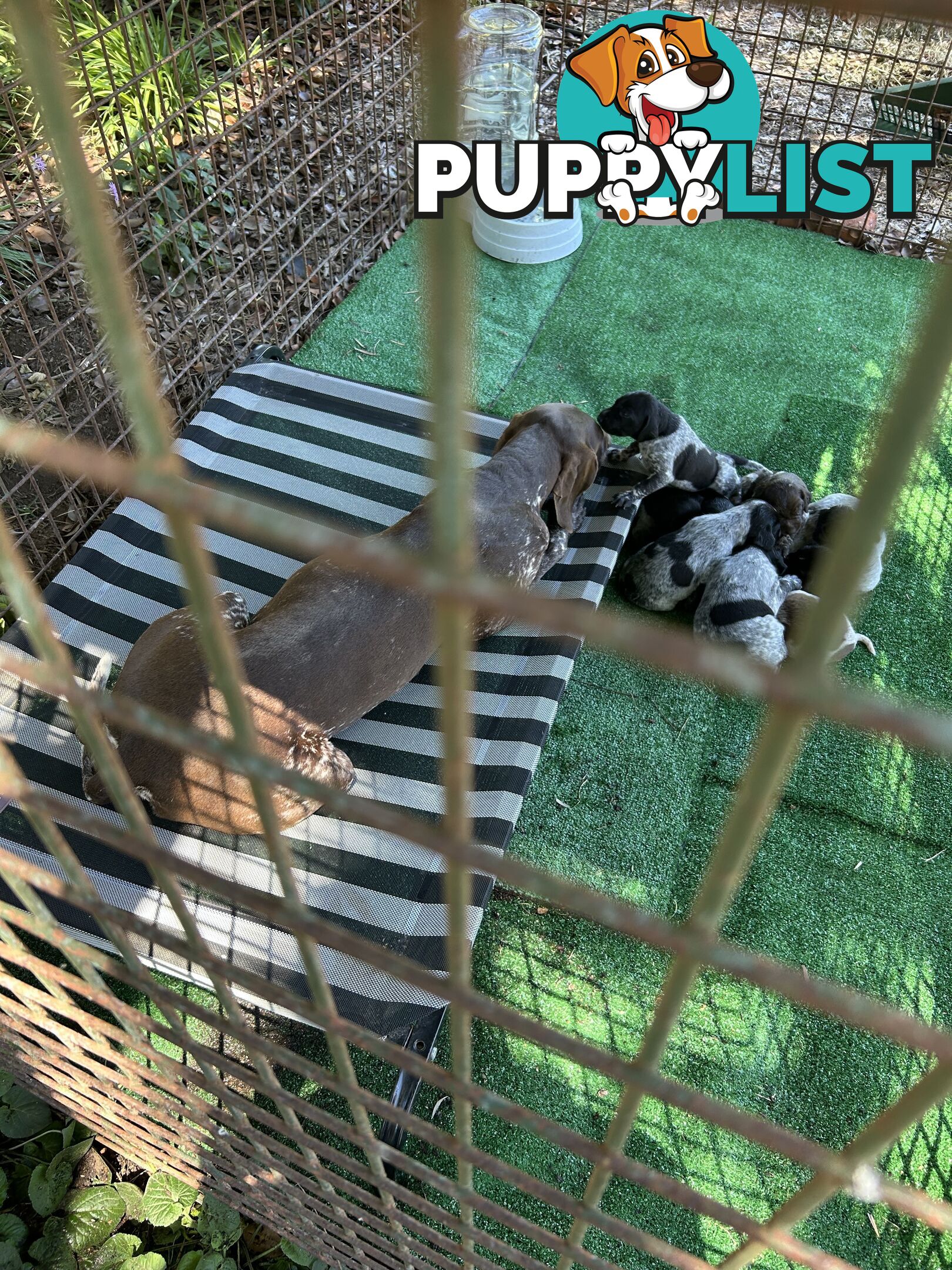 GERMAN SHORTHAIRED POINTER PUPPIES