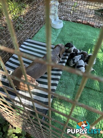 GERMAN SHORTHAIRED POINTER PUPPIES